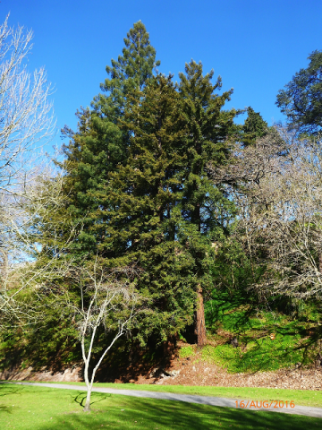 Redwood- Cambridge Tree Trust